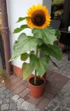 IMG_20240910_135629.webp