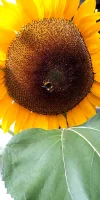 IMG_20240912_113456.webp