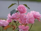 IMG_9539.webp