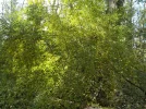 DSCN6543.webp