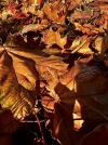 IMG_8720.webp