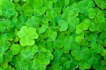 ! 1 a klee.webp
