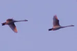 _IMGP0300c1.webp