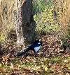 IMG_4425.webp