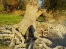 DSCN6641.webp