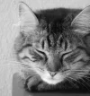 still2.webp