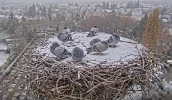 Kirchzarten-Storchennest_Tauben_21Nov2024_16Uhr11.webp