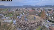 Kirchzarten-Storchennest_Taubentruppe-zu-Besuch 2024-11-25_16Uhr23.webp