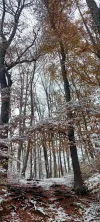 1000028294.webp
