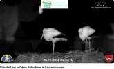 Störche-Leutershausen_09Dez2024.webp