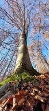 1000030129.webp