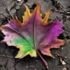 Y6yhqVrXEo.webp