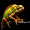 COMYmq0AVe.webp