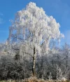 IMG-20250121-WA0000.webp