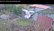 Knittelsheim_ Webcam-Nr3_Jimmy-u-Partner_2025-01-29.webp