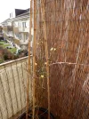 DSCN3673.webp