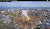 Kirchzarten_Ulla-u-Edgar_ Webcam_2025-01-31_11Uhr03.webp