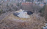 Kirchzarten_Ulla-u-Edgar_ Webcam_2025-02-05_07Uhr59.webp