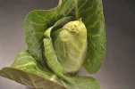 cabbage-465067_640.webp