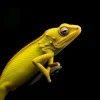 cham2.webp