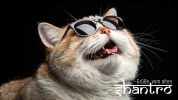 shantros-kater.webp