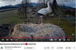 Kolbermoor_2025-03-11_erster-Storch-gelandet_08Uhr00.webp