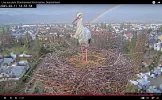 Kirchzarten_Webcam_2025-03-11_14Uhr55_Edgar_im-Nest.webp