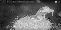 Kirchzarten_2025-03-21_Ei-Nummer-1.webp