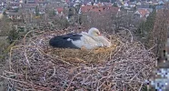 Kirchzarten_2025-03-25_06Uhr23_Edgar-brütet-auf-3-Eiern.webp