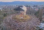 Kirchzarten_2025-03-25_06Uhr34_Edgar-untersucht-die-3-Eier.webp