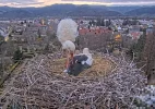 Kirchzarten_2025-03-27_06Uhr02_Edgar-zieht-Ullas-Flügelgefieder-zusammen.webp