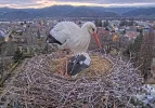 Kirchzarten_2025-03-27_06Uhr03_Edgar-prüft-Äste.webp