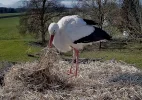 Kolbermoor 2025-04-02 09Uhr49-2_Storch_SP660.webp