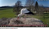 Kolbermoor 2025-04-02 09Uhr49_Storch_SP660.webp