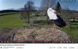 Kolbermoor 2025-04-03 09Uhr36-58_Storch_SP660.webp