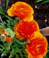 20250408_091600.webp