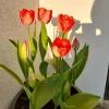 1744270972347.webp