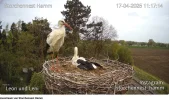 Storchennest-Hamm_17Apr2025_YouTube-Webcam.webp