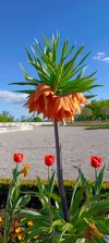 IMG_20250419_171256.webp