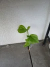 20250429_130309.webp