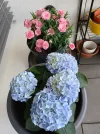 20250429_130148.webp