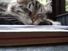 DSCN0020.webp