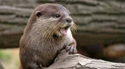 dickes w940_h528_x470_y264_8aef1c28cb3599a4.webp