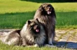 dickes keeshond-2405877_640-FILEminimizer-300x198.webp
