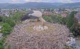 Kirchzarten_2025-05-12 15Uhr56-34 Endlich-Regen_Edgar-u-die-3-Jungstörche.webp