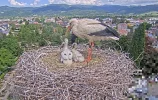 Kirchzarten_2025-05-12 12Uhr17-31 Ulla-u-3-verbliebene-Jungstörche.webp