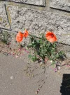 20250513_120238.webp