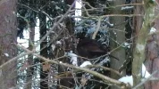 amsel.webp