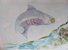 7 Lachs (22.6.-21.8) IMG_0146.webp