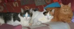 g6kvi4pavax.webp